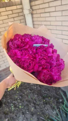 31 пион