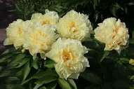 Пион Ито-гибрид Санни Герл (Paeonia Itoh-hybrid Sunny Girl)