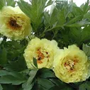 Пион Алиса Хардинг / Кинко / Ай Ли Се (Paeonia Alice Harding / Kinko / Dazzleing Gold / Kim Hoang / Ai Li Si )