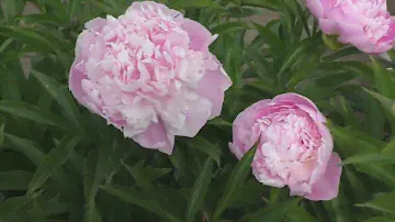 Пион PINK PEARL