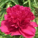 Пион молочноцветковый Чжу Ша Пан / Красная киноварь (Paeonia Zhu sha pan / Cinnabar Red)