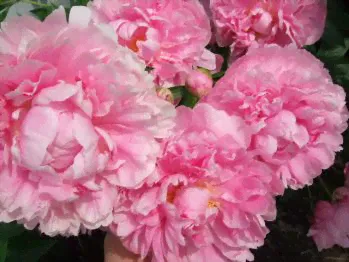 Пион Марта Буллок ( Paeonia Martha Bulloch)