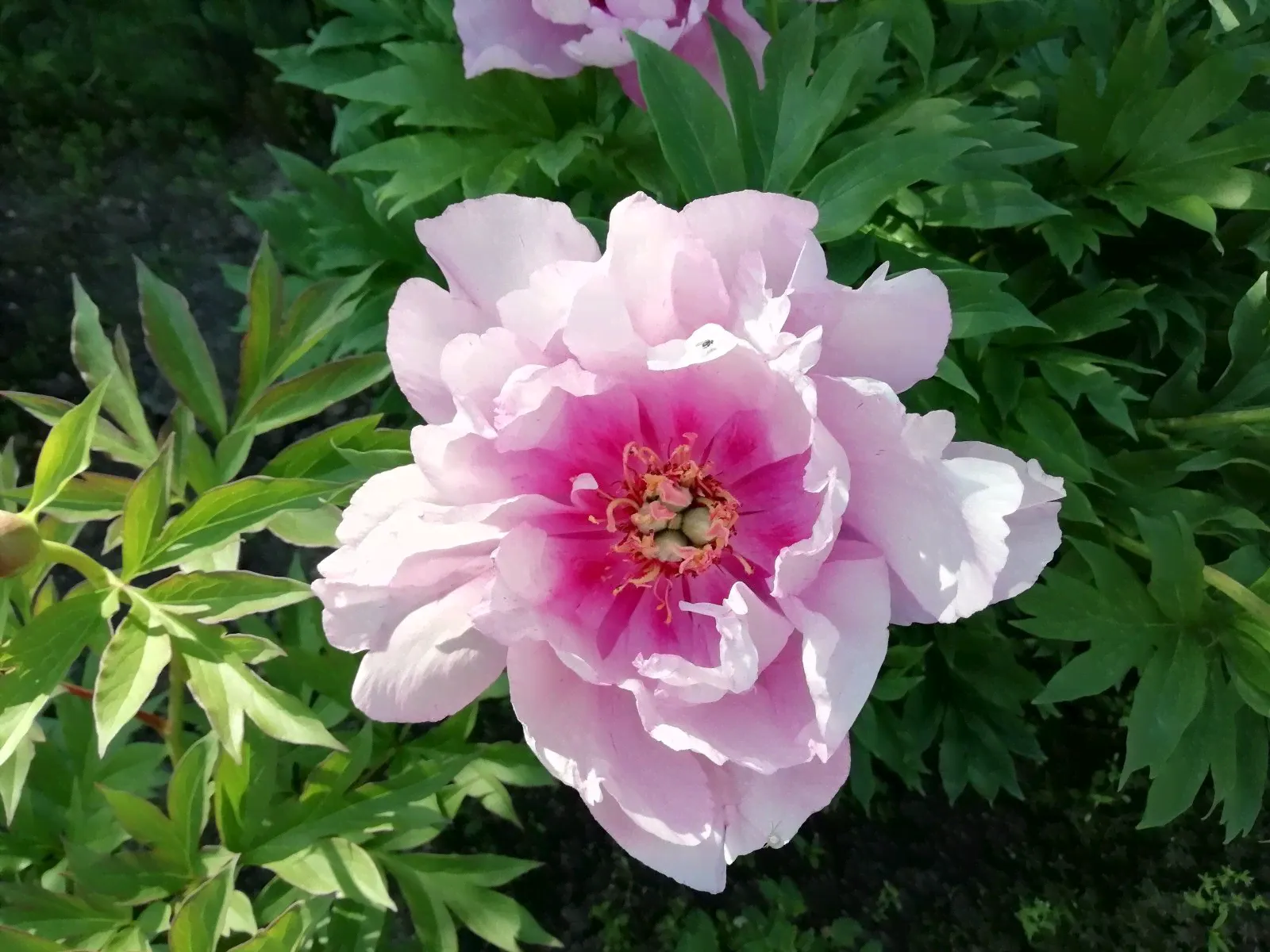 Пион Ферст Арривал (Paeonia First Arrival), корень для посадки