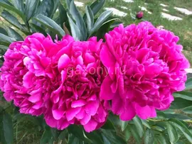 Пион молочноцветковый Paeonia Lactiflora (D) "Kansas" : С5>
