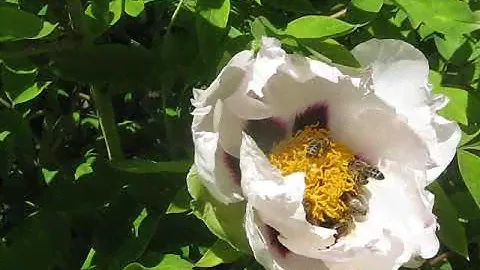 Императорский пион Paeonia suffruticosa, 牡丹