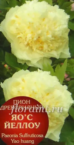 Саженцы: Пион древовидный Яо`c Йеллоу