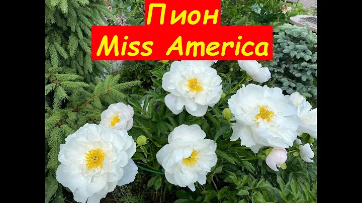 Пион Мисс Америка, peony Miss America, 27 июня 2021, г.Кировск, ленинградкой обл.